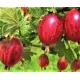 AGREST krzak duży czerwony obficie owocuje - sadzonki 30 / 40 cm